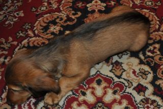 Jamnik d�ugow�osy